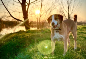The Secrets to Raising a Happy and Healthy Dog